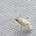Parthenicus candidus - photo 4