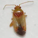 Parthenicus covilleae