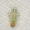 Parthenicus cuneotinctus
