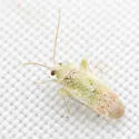 Parthenicus cuneotinctus - photo 2