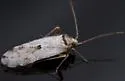 Parthenicus deleticus - photo 3