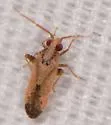 Parthenicus irroratus