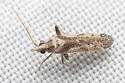 Parthenicus irroratus - photo 3