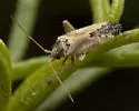 Parthenicus irroratus - photo 4
