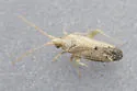 Parthenicus irroratus - photo 5