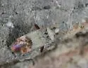 Parthenicus micans