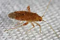 Parthenicus muchmorei - Parthenicus muchmorei