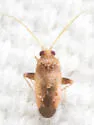 Parthenicus psalliodes - photo 2