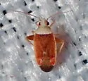 Parthenicus rubromaculosus - Parthenicus rubromaculosus
