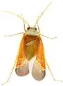 Parthenicus rubromaculosus - photo 2