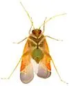Parthenicus rubromaculosus - photo 3