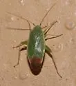 Parthenicus rufivenosus - Parthenicus rufivenosus
