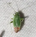 Parthenicus rufivenosus - photo 2