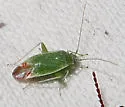 Parthenicus rufivenosus - photo 3