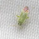 Parthenicus rufivenosus - photo 4