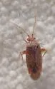Parthenicus rufusculus - photo 2