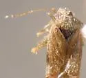 Parthenicus rufusculus - photo 4
