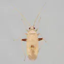 Parthenicus sedumicola