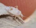 Parthenicus selectus