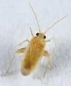 Parthenicus taxodii - photo 2