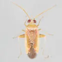 Parthenicus taxodii - photo 3