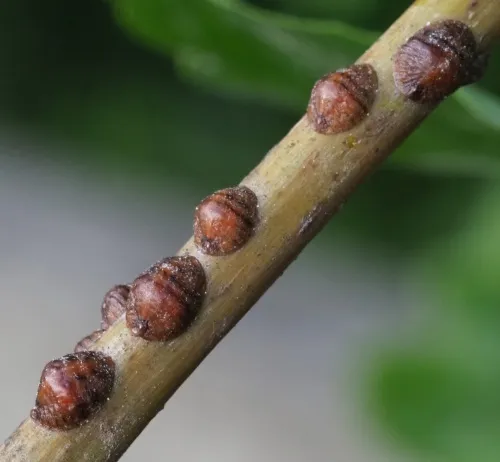 Parthenolecanium rufulum