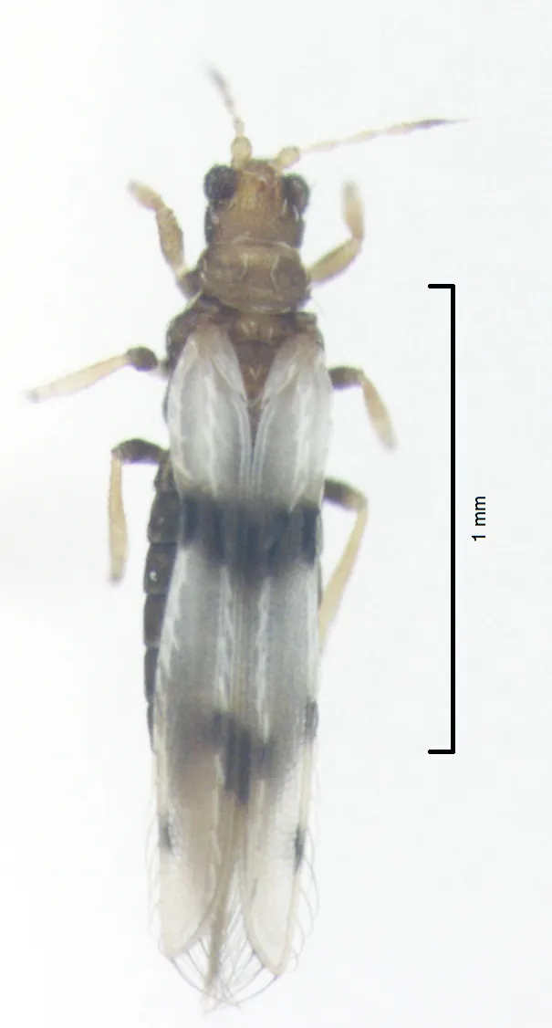 Parlour Palm Thrips - photo 2