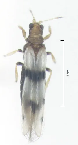 Parlour Palm Thrips - photo 3