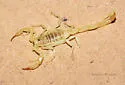 Paruroctonus baergi