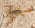Paruroctonus becki