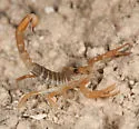 Paruroctonus becki - photo 2