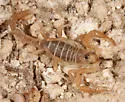 Paruroctonus becki - photo 3