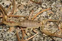 Paruroctonus becki - photo 4
