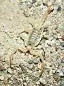 Paruroctonus becki - photo 5