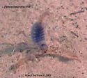 Chihuahuan Slendertailed Scorpion