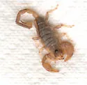 Chihuahuan Slendertailed Scorpion - photo 2