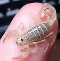 Goldendwarf sand scorpion