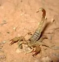 Paruroctonus pecos