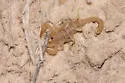Eastern Sand Scorpion