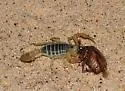 Eastern Sand Scorpion - photo 2