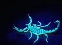 Eastern Sand Scorpion - photo 3