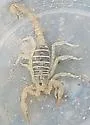 Eastern Sand Scorpion - photo 4