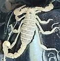 Eastern Sand Scorpion - photo 5