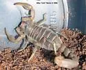 Paruroctonus variabilis