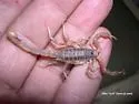 Paruroctonus variabilis - photo 2