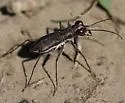 Swift Tiger Beetle - photo 3