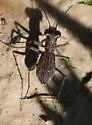 Swift Tiger Beetle - photo 4