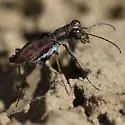 Swift Tiger Beetle - photo 5