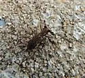 Ant-like Tiger Beetle