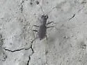Ant-like Tiger Beetle - photo 2